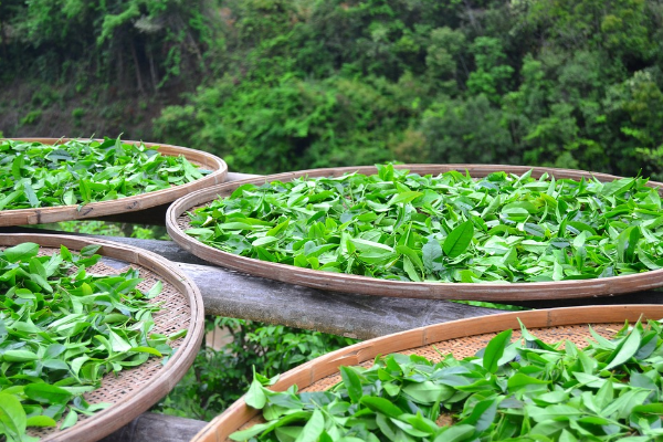 食品營(yíng)銷策劃