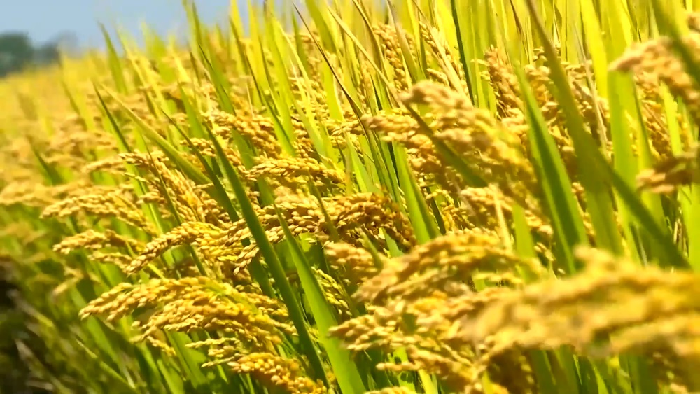 農(nóng)業(yè)品牌營銷策劃應(yīng)該怎么做